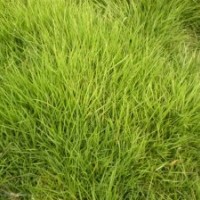 句容批發優質馬尼拉草坪