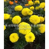 草花批發市場
