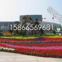山東綠化草花供應基地
