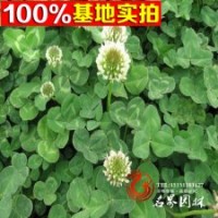 大量批發草坪白三葉白花三葉草