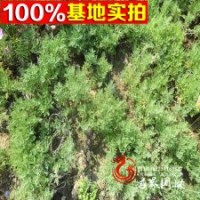 大量?jī)?yōu)質(zhì)供應(yīng) 精選純天然薰衣草