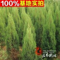 公路專用苗北京檜 蜀檜 塔柏