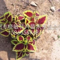 青州綠化草花批發