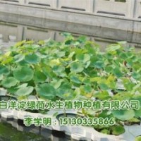 荷花_綠荷水生_荷花種苗價格