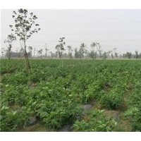 構樹苗培育基地|構樹苗|鑫森源(查看)