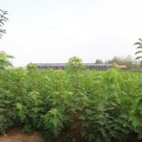2014美國紅楓幼苗報價(圖)、美國紅楓幼苗供應商、金圣園林秋火焰
