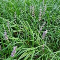 草花,山東山一草花批發,青島草花批發