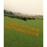 馬尼拉草坪價格是多少？
