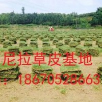 貴州馬尼拉草皮多少錢？貴陽馬尼拉草皮在哪里買？