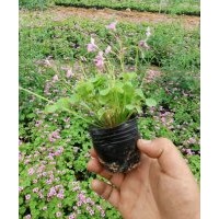 綠化草花醡漿草批發處理