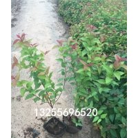 繡線菊價格 繡線菊品種大全 供應繡線菊 繡線菊批發