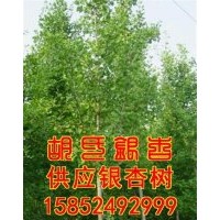 銀杏樹|胡氏銀杏|邳州銀杏樹的產地