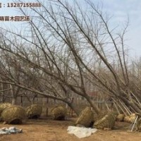 25公分實生銀杏樹價格、銀杏樹價格、綠萌銀杏(多圖)