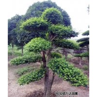 女貞、萬達苗圃、10cm大葉女貞價格