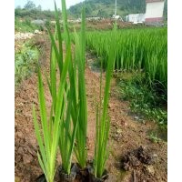 基地大量直銷供應黃菖蒲-首選群鋒水生植物有限公司