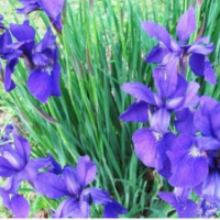 鳶尾大量現貨供應_鳶尾綠化花基地