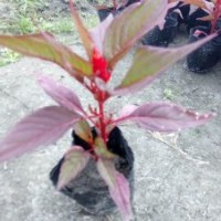 火炬花卉基地價格 火炬批發 草花工程小苗