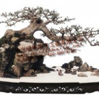 對節白蠟盆景,對節白蠟精品盆景