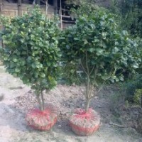 湖南名品茶花低價供應