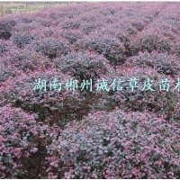 紅桎木球 批發(fā)紅桎木球 自產(chǎn)自銷(xiāo)