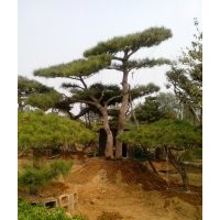 造型松；平頂松