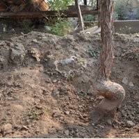 流蘇、文冠果、桂花、臭椿、雪蘿、玉蘭樹