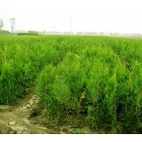 供應(yīng)營養(yǎng)杯側(cè)柏