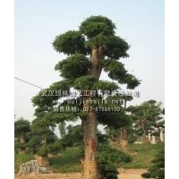 對節白蠟大樹 對節白蠟價格