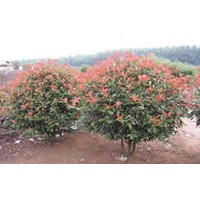 紅葉石楠樹，紅葉石楠球，紅葉石楠小苗銷售