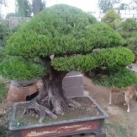 低價轉讓大師級盆景精品500棵；松柏類；雜木類