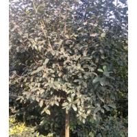 獨桿石楠球、櫻花大量出售