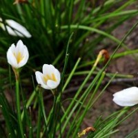 供應(yīng)蔥蘭花蔥蘭基地沭陽蔥蘭苗價格