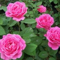 豐花月季、大花月季、紅帽月季、藤本月季、香型月季