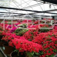 大量供應優質杜鵑花造型盆景