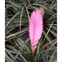 浙江溫州批發鐵蘭紫花鳳梨，高品質鐵蘭花鴻運當頭出售，種植基地