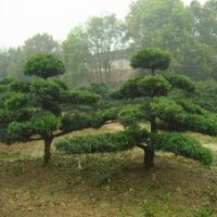 大量供應各種規格造型羅漢松