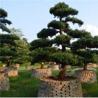 廣東精品羅漢松盆景圖片批發供應風景樹花卉盆景