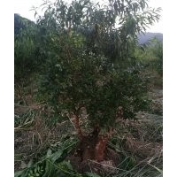 出售百年瓜子黃楊樹樁
