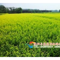 供應金葉女貞，黃葉女貞，金葉女貞球，黃葉女貞球