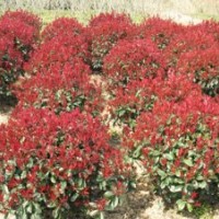 紅葉石楠球2012紅葉石楠球最新價格低批發直銷