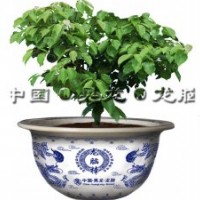 湖南新晃龍腦公司供應龍腦樟盆景和小樹苗