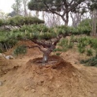 造型松樹；油松；15公分以上