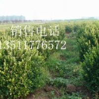 銷售:衛矛球,扶芳藤球,金葉女貞球,紅葉小檗球