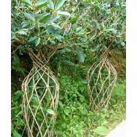 花瓶造型桂花樹地栽苗批發