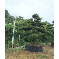 羅漢松價格、造型羅漢松價格、湖南羅漢松價格、2-25公分羅漢松出