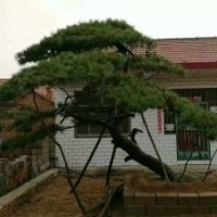 供應造型景觀松！造型油松！