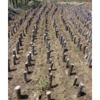 對節白蠟下山樁