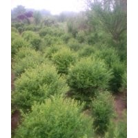 小葉女貞球50-2米 質量好