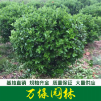 冬青球