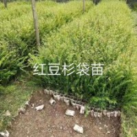 榧木，紅豆杉，桂花，萬年青，山茶等。